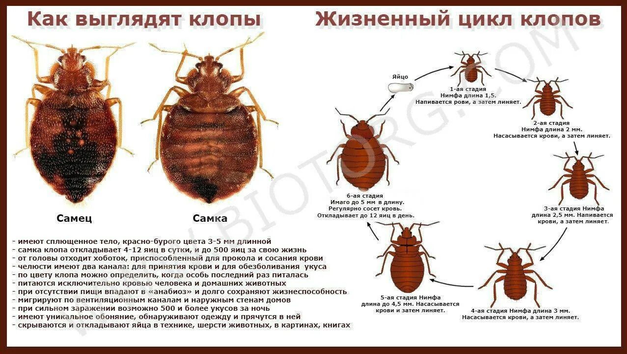 Какой тип характерен для клопа. Как выглядит клоп самка и самец. Клоп постельный кровососущий паразит. Цикл развития постельного клопа схема.