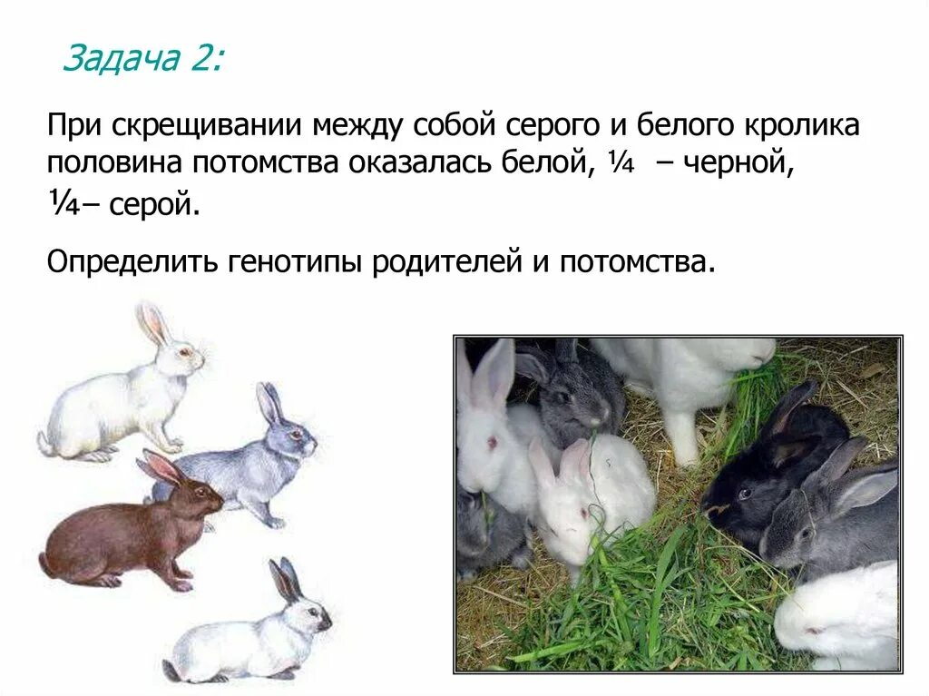 Кролик бело серый. Бело серый крольчонок. Скрещивание кроликов. Генотип белой крольчихи.