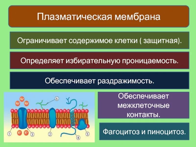 Эукариотическая клетка плазматическая мембрана. Плазматическая мембрана. Плазматическая мембрана избирательная проницаемость. Избирательная проницаемость клетки. Плазматическая мембрана строение проницаемость.