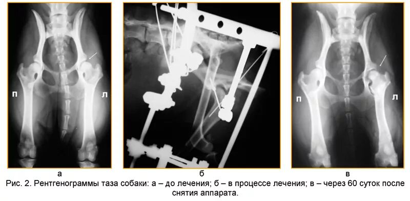 После лечения дисплазии. Снимок на дисплазию ТБС У собак с. Снимки дисплазия тазобедренного сустава. Дисплазия тазобедренных суставов у собак.