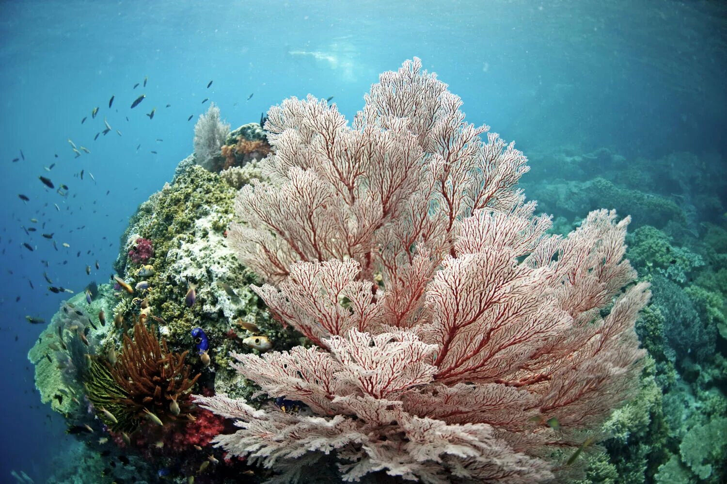 Майотта коралловый риф. Саркофитон коралл. Амазонский коралловый риф. Кораллы Средиземного моря.