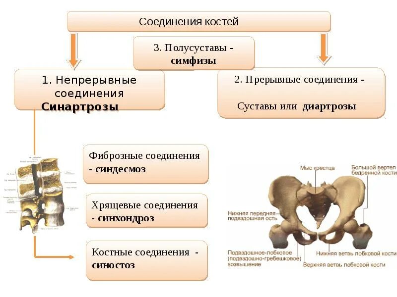 Полусуставы симфизы. Симфиз непрерывный соединение костей. Соединения костей сустав симфизы непрерывные соединения. Типы соединения костей схема.