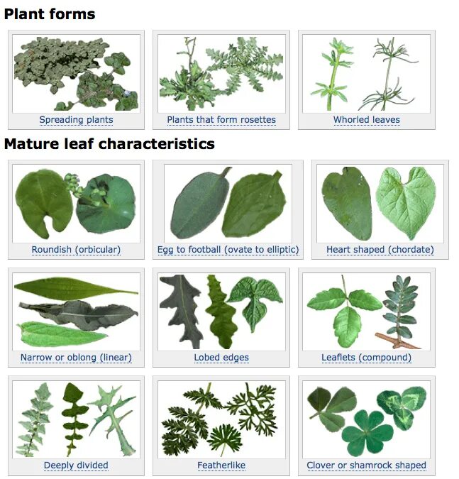 Plant 3 forms. Plant identification. Plants приложение. Arable Weeds seedlings identification. Identify Plants.