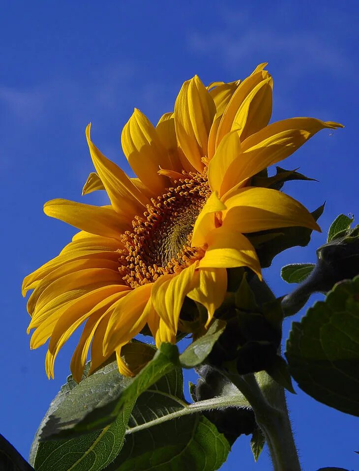 Helianthus annuus. Солнечный цветок подсолнух. Подсолнечник и подсолнух. Подсолнечник однолетний. Подсолнухи солнечный