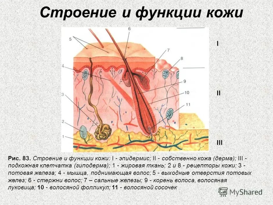 Строение и функции кожи 9 класс презентация. Строение кожи 8 класс биология. строение кожи рис 107 8 класс биология. эпидермис 2) дерма 3) гиподерма. рисунок строение кожи 8 класс биология учебник.