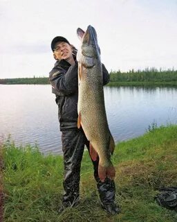 Щукой рыбою ходить ему в глубоких морях