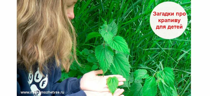 Загадка о крапиве для дошкольников. Загадка про крапиву для детей. Детская загадка про крапиву. Крапива ребус для детей.