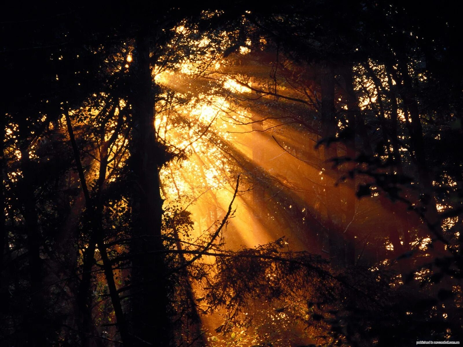 Закат солнца в лесу. "Солнце в лесу". Солнце сквозь деревья. Закат сквозь деревья. Лес солнце и звезды