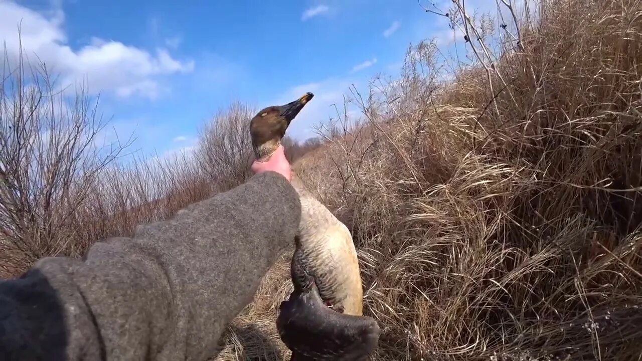 когда открывается охота на утку. охота на селезня весной с подсадной. когда открывается охота на утку. охота на водоплавающую дичь 2020. охота на гуся в томской области.