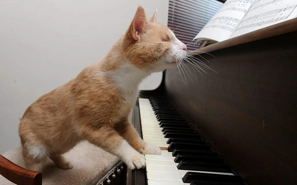 Кот-музыкант. Кот на пианино. Кошка на пианино. Кошки с музыкальными инструментами. Кота музыкальные инструменты
