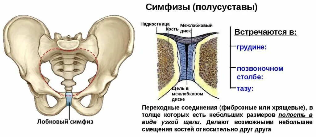 Лобковые кости полуподвижные. Расхождение симфиза 1 степени. Растяжение лобкового симфиза. Лобковый симфиз строение.