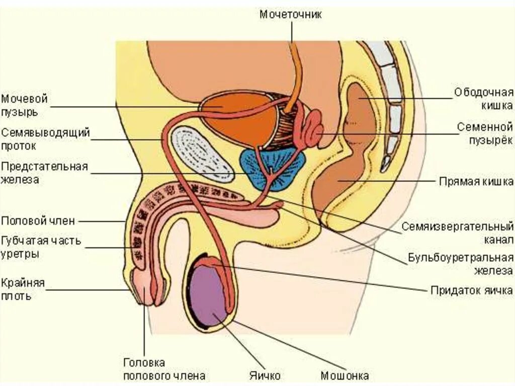 Половой организм мужчины. Строение мужской репродуктивной системы анатомия. Репродуктивная система человека схема. Мужская половая система анатомия анатомия простаты. Половая система мужчины в разрезе.