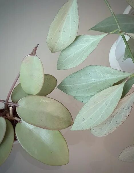 Хойя silver lady. Хойя сильвер доллар. Хойя сильвер доллар. Хойя seedling bypatcharawalai. Хойя silver dollar.