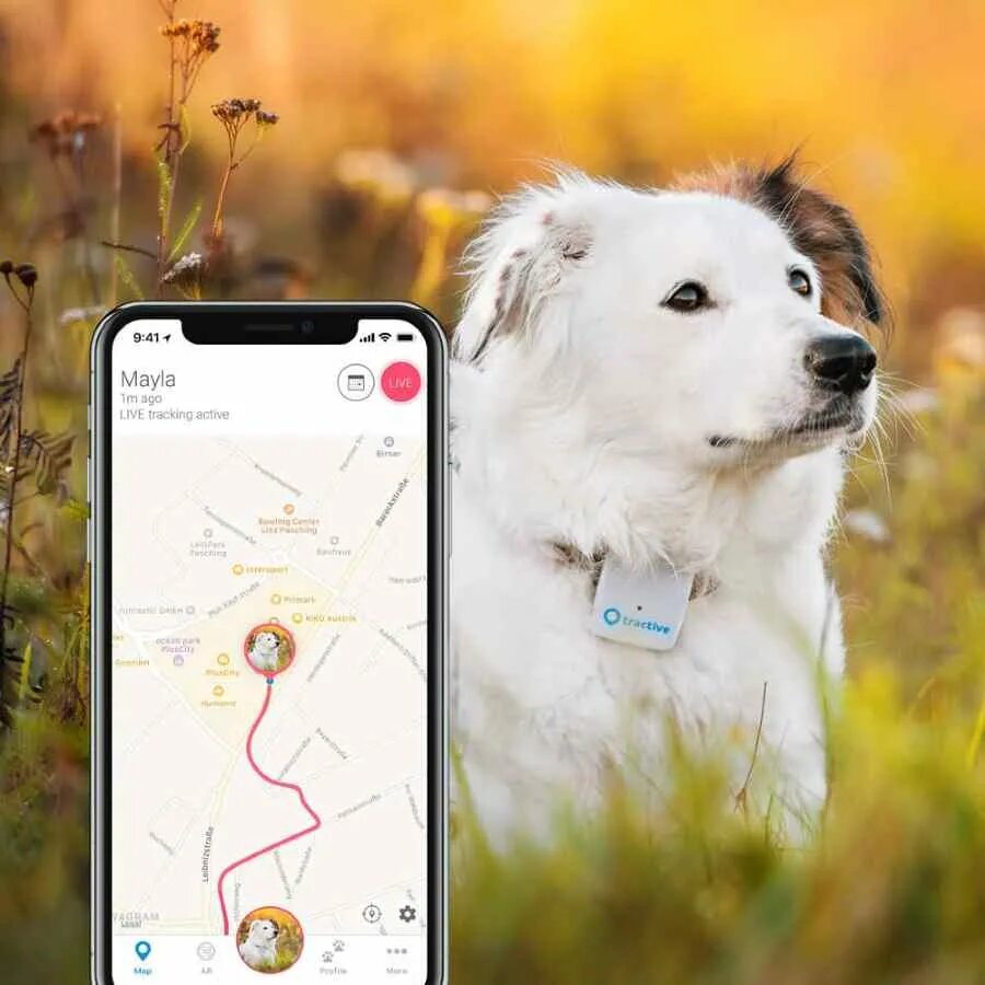 Dog tracking. Приложение Dogs. Приложения для отслеживания питомца. Отслеживание собаки по GPS. Петдог ру интернет магазин