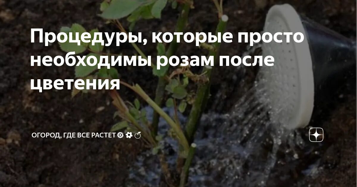 Чем подкормить розы после зимы. Удобрение для комнатных роз после пересадки. чем удобрять розу после посадки. подкормка и обработка роз весной. розы подкормить весной.