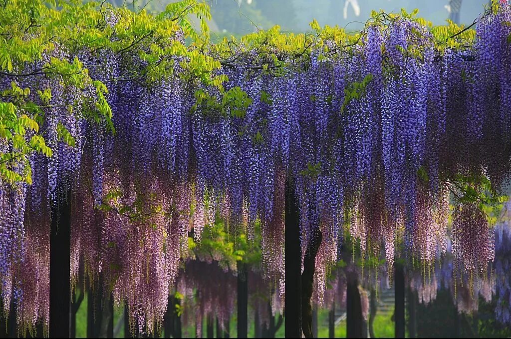 южная лиана глициния. лиственница европейская pendula. берёза бородавчатая "youngii". испанский мох луизиана. деревья со свисающей.