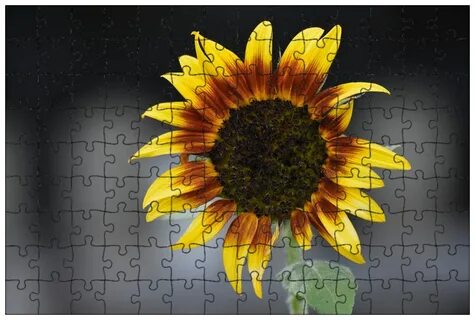 Sunflower отзывы