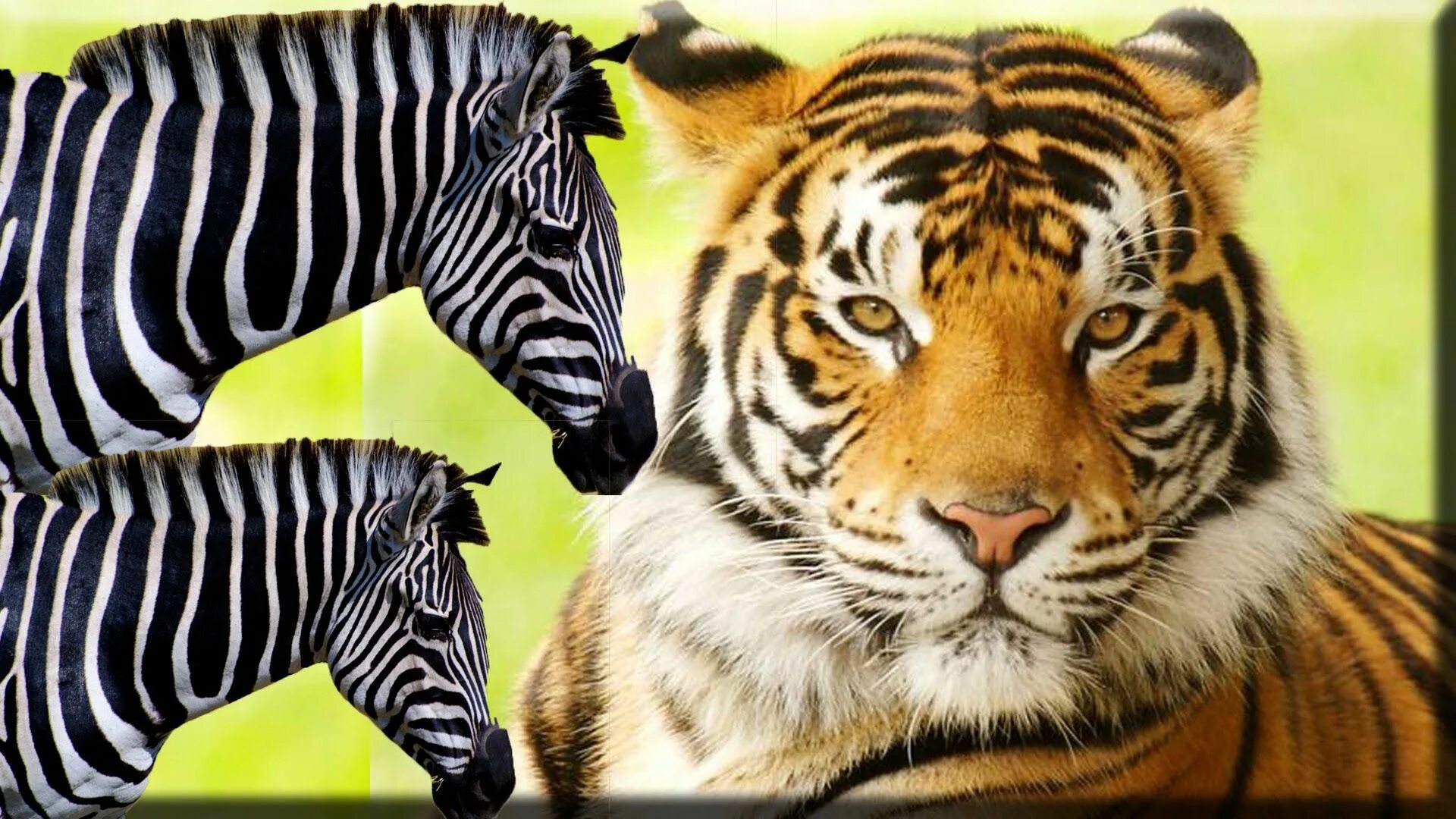 Тигр и зебра. Лев и зебра. тигр и зебра любовь. finger family zebra vs tiger.