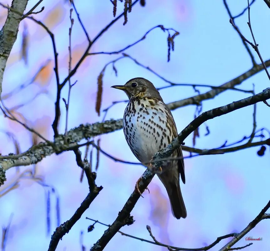Птица дрозд рябинник. Певчий дрозд рябинник. Дрозды прилетают весной. Дрозд рябинник крик. Деряба рябинник.