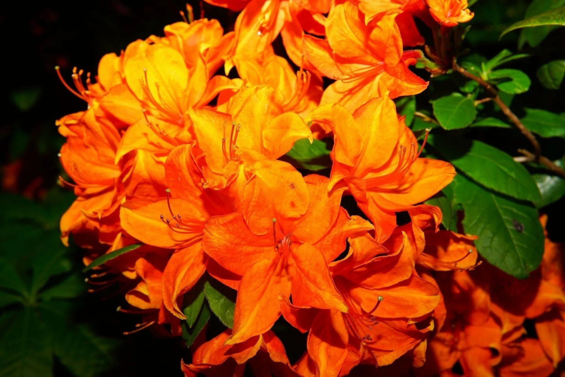 Всех сильных цветов. Рододендрон Tortoiseshell Orange. Рододендрон гейша оранж.