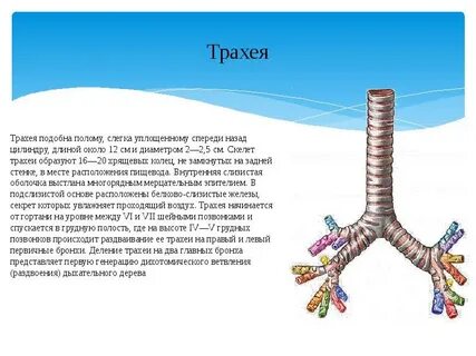 Строение трахеи животных