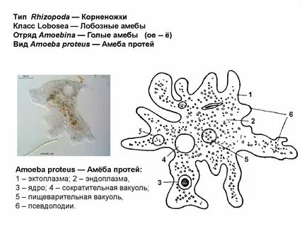 Амеба обыкновенная обитает в водной среде