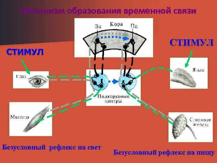 Механизм условного рефлекса физиология. Образование временной связи условного рефлекса. Схема замыкания условного рефлекса по Павлову. Механизм образования временной связи.