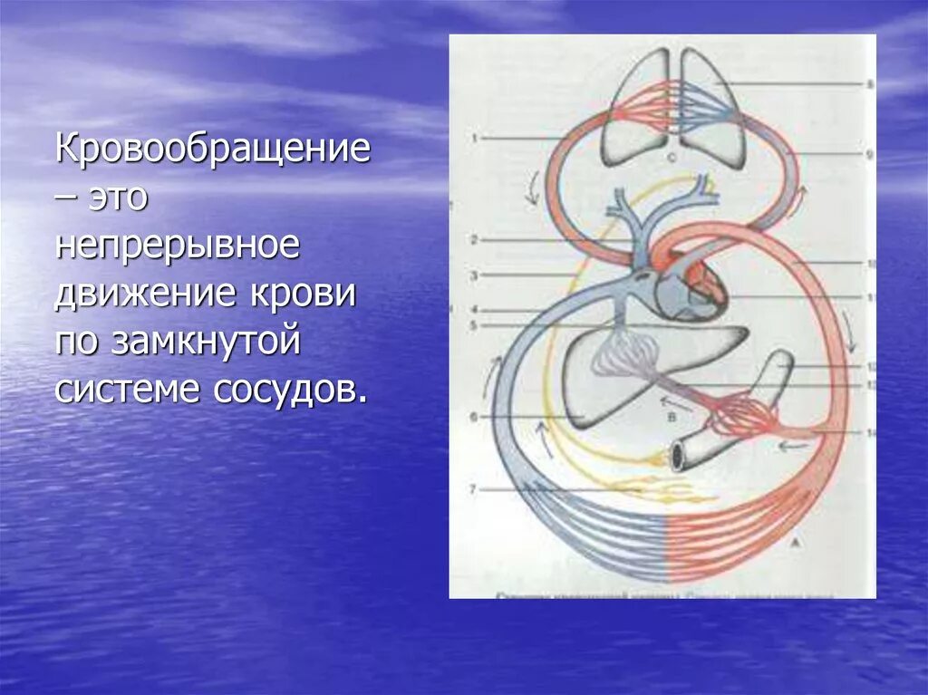 Кровообращение. Непрерывное движение крови по замкнутой системе. Непрерывное движение крови по замкнутой системе сосудов. Замкнутая система сосудов. Непрерывное движение крови по организму