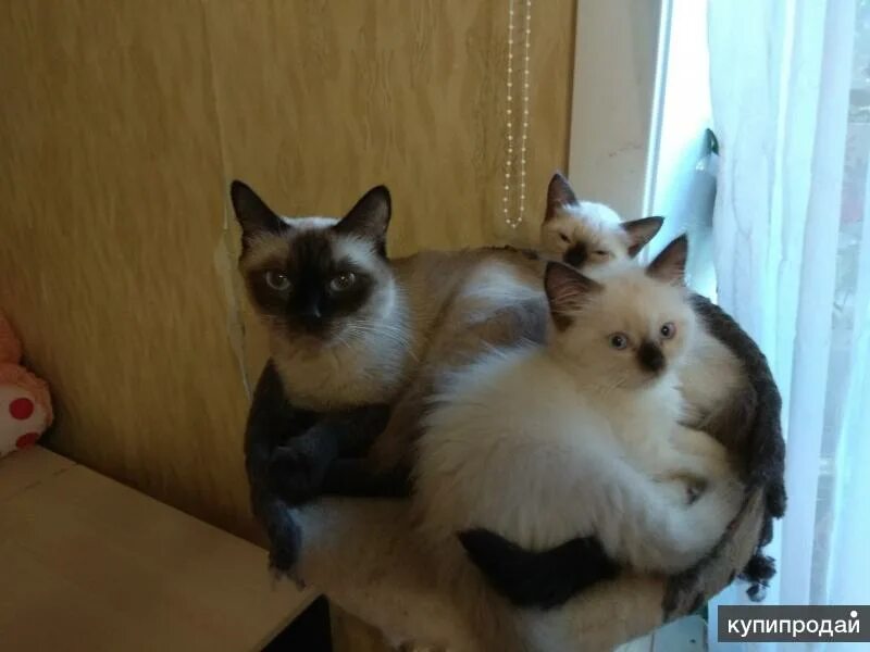 Котята в добрые руки электросталь. Сиамский кот метис. Авито ногинск котята. Авито ногинск котята. Авито ногинск котята.