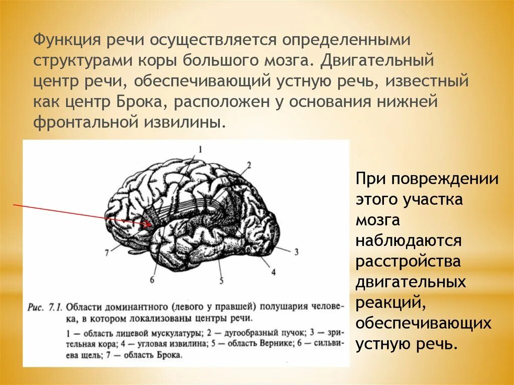 Какие функции выполняет речь человека. Мозг центр Брока и Вернике. Речевые зоны коры головного мозга Брока. Строение головного мозга центр Верника. Центр Вернике Брока двигательный центр коры.