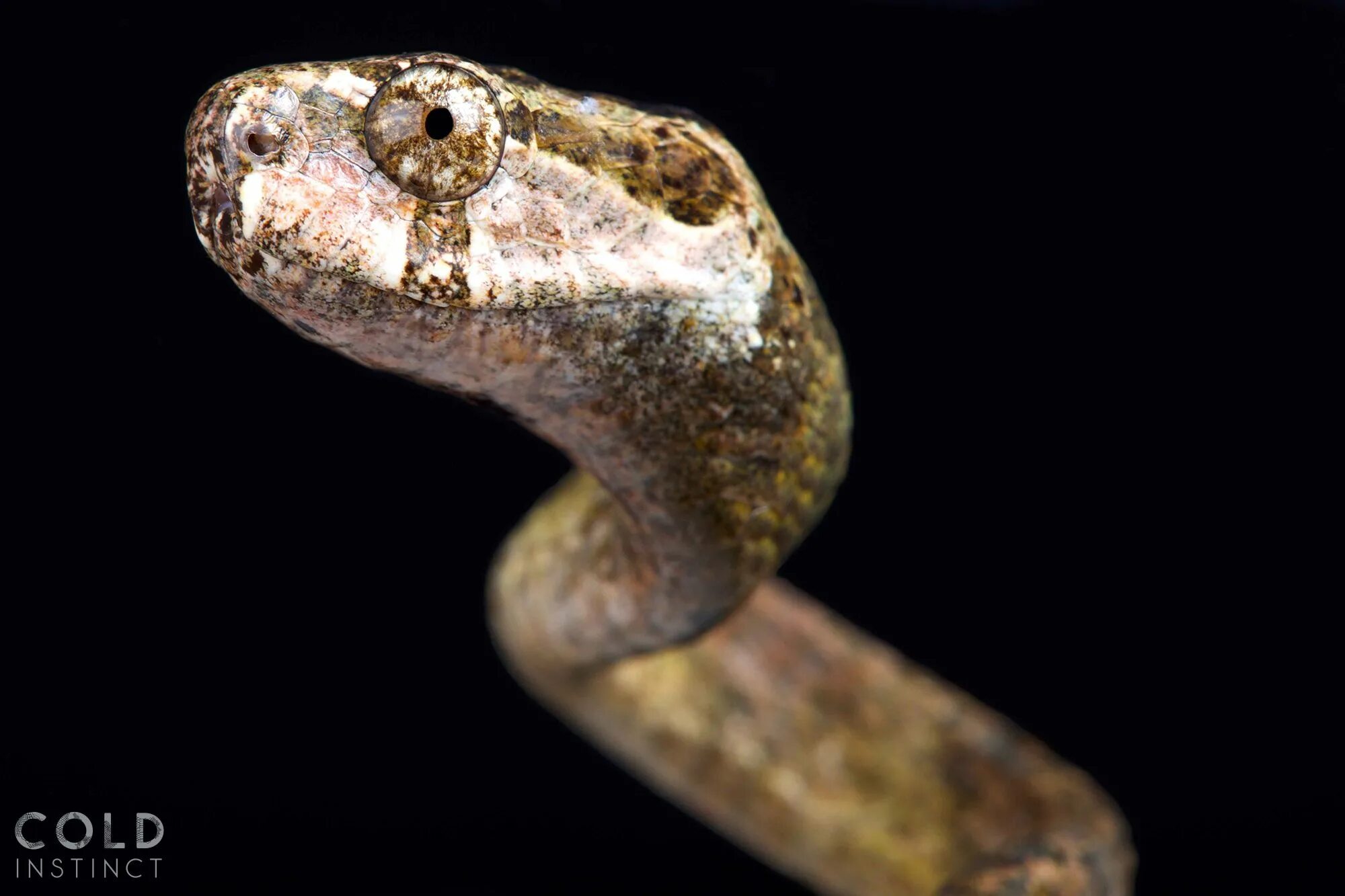 Какой элемент инфраглаза змеи выполняет. Ремневидная змея. Aplopeltura boa. Ремневидная змея купить.