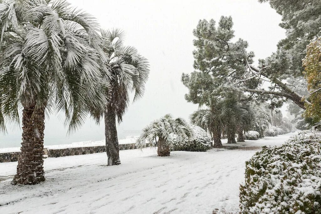 гагры абхазия зимой. гагры абхазия зима. абхазия сухум зимой. новый афон зимой. озеро рица зима.