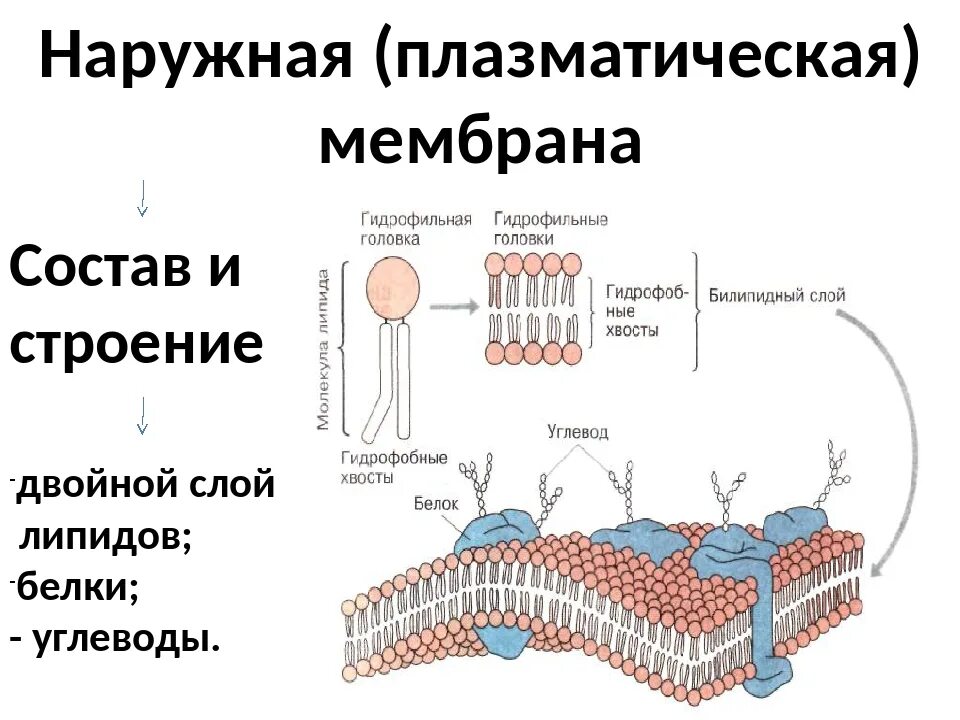 Наружная клеточная мембрана плазмалемма строение. Плазматической мембрана структура,строение и функции. Строение плазматической мембраны клетки. Структура клетки плазматическая мембрана.