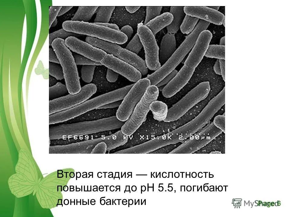 синие бактерии. зоопланктон и зообентос. Bongori. бактерия escherichia coli. брюшной тиф бактерия.