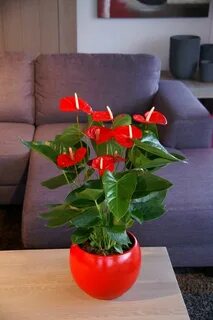 Самые популярные домашние цветы