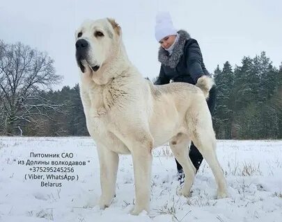 Самого большого алабая