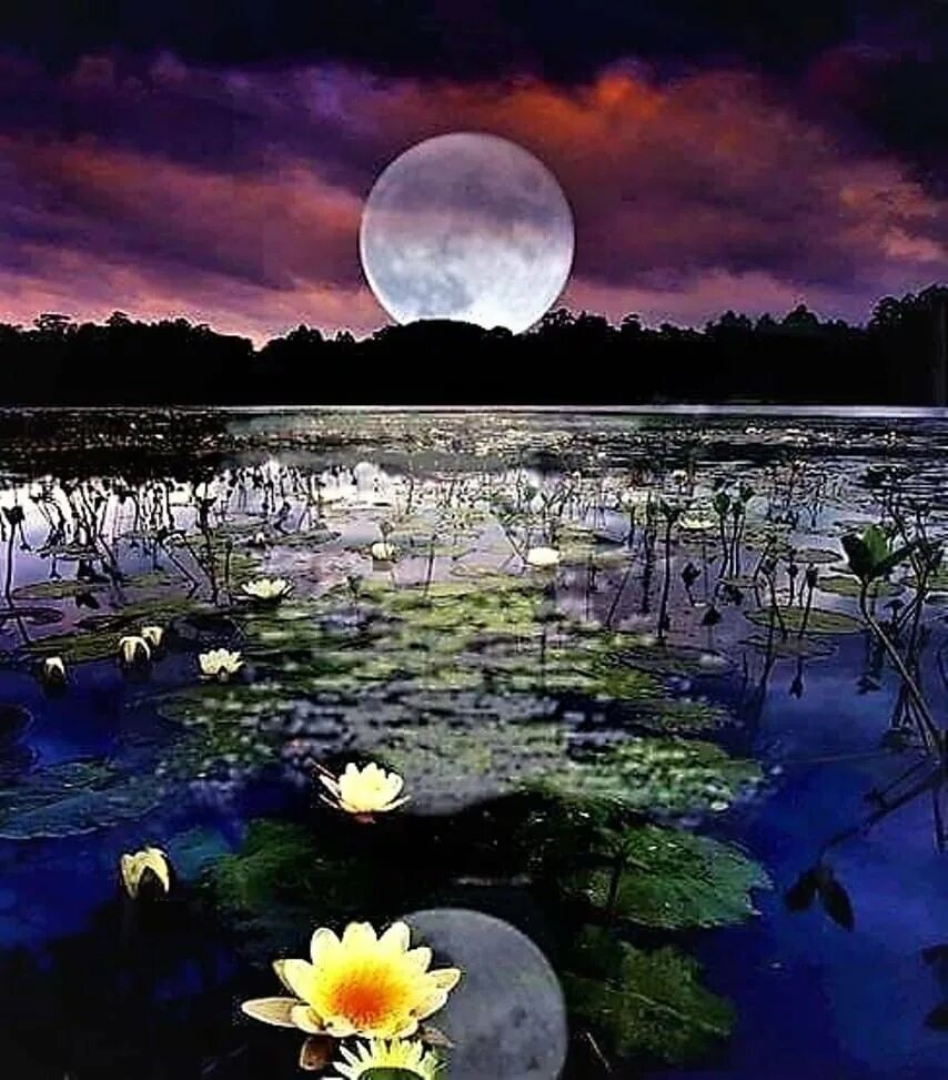 Тихой красивой ночи. Озеро в лунном свете. Кувшинки ночью. Кувшинки вечером. Доброй летней ночи природа.