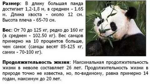 Продолжительность жизни панды