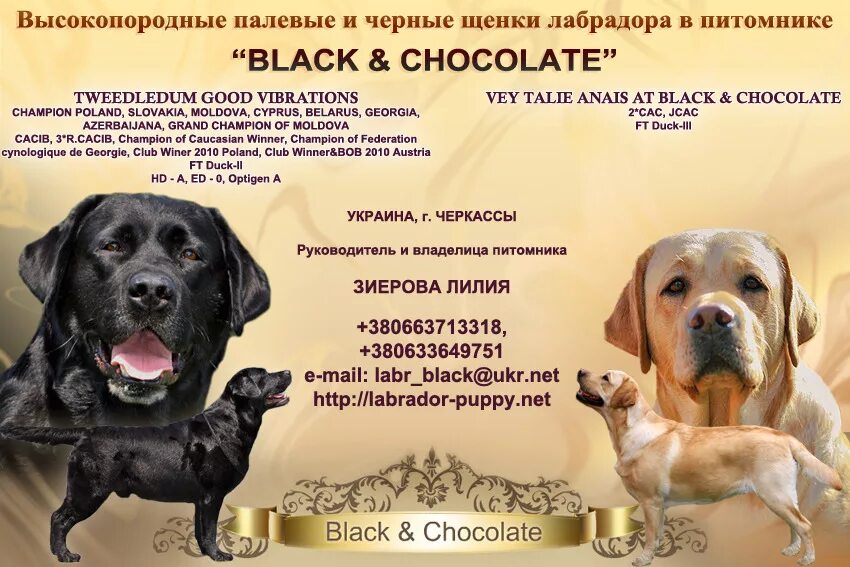 плюсы и минусы собаки лабрадор. лабрадор ретривер параметры породы. порода собак лабрадор. порода собак лабрадор характеристика. стандарт лабрадора ретривера.