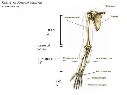 Суставы пояса верхних конечностей