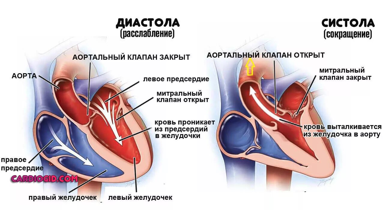 Поражение митрального клапана. Аортальный клапан в систолу и диастолу. Хорды митрального клапана. Дополнительная хорда в сердце.