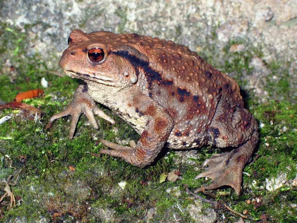 Rana chensinensis. Asiatic toad. жаба беннета. дальневосточная лягушка rana dybowskii. Bufo gargarizans.