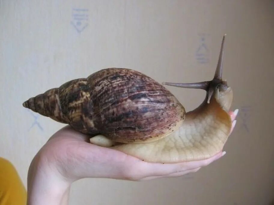 Африканская улитка ахатина. Домашние улитки живут. Домашние улитки живут. Улитка ахатина. Улитка ахатина.