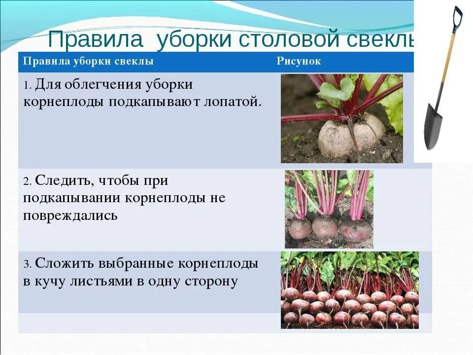 Метод сбора урожая. Технология уборки и хранения корнеплодов. уборка и хранение урожая культурных растений. способы и технология уборки свеклы. технологии уборки и хранения урожая культурных растений.