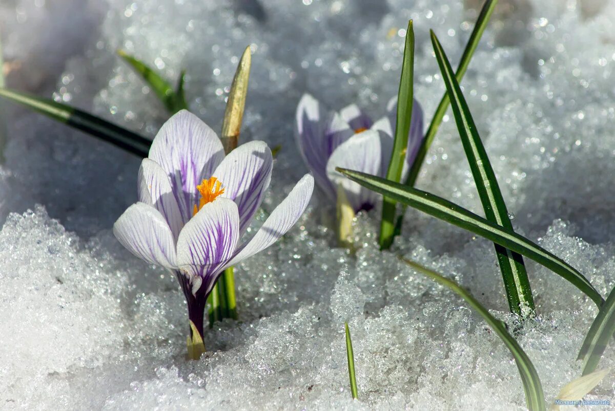 П. Заморозки роса. Весенняя капель. Снежная примула. Красивые подснежники.