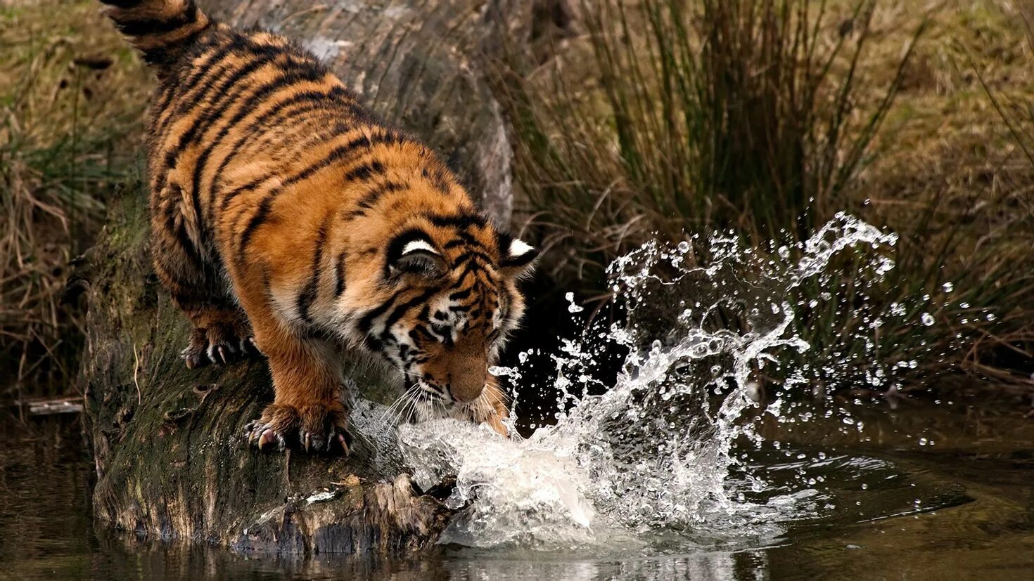 Картинка на рабочий стол во весь экран. Тигр. Водяной тигр. Тигр в дикой природе. Тигр на охоте.