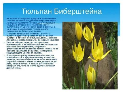 Тюльпан описание растения