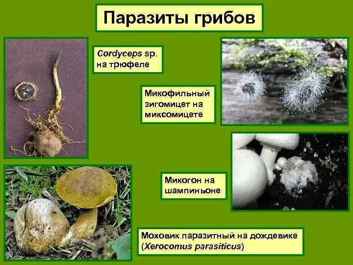 Копротрофы грибы примеры. Примеры копротрофов. Микофильные грибы паразитируют на. Грибы паразиты шампеньен.