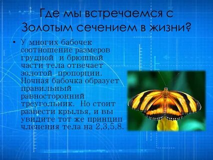 Сечение жизни