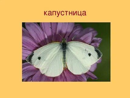 Как пишется капустница